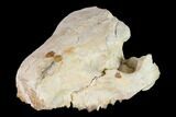 Oreodont (Merycoidodon) Skull Section - South Dakota #146174-5